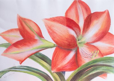 Variegated Lily by Margo Starkey